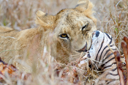 6 days wildlife safari