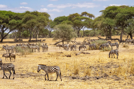 Tanzania Wildlife Safari