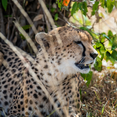 wildilife safari Manyara National Park