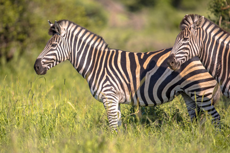 Arusha National Park